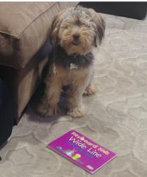 Lost Male Dog last seen Mellowoods way, old woods way, Sacramento, CA 95828