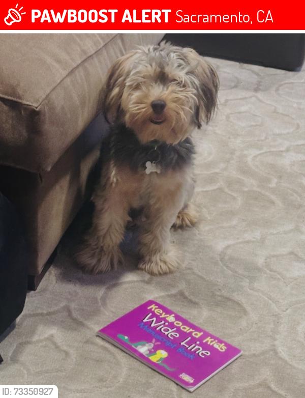 Lost Male Dog last seen Mellowoods way, old woods way, Sacramento, CA 95828