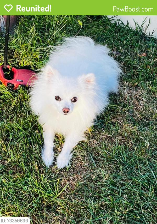 Reunited Male Dog last seen Near State St, Hamden, CT 06517