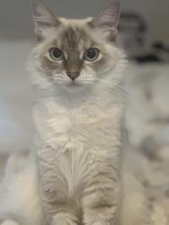 Reunited Female Cat last seen Hilldale and Forest, Berkeley, CA 94709