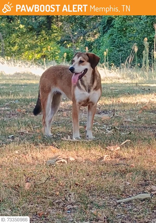 Found/Stray Unknown Dog last seen Janice and Berclair, Memphis, TN 38122