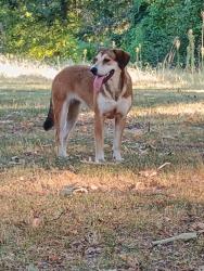 Found/Stray Unknown Dog last seen Janice and Berclair, Memphis, TN 38122