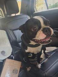 Reunited Male Dog last seen Belle Hall, Mount Pleasant, SC 29464
