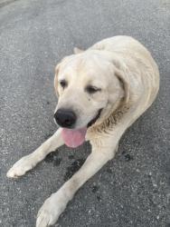 Found/Stray Male Dog last seen Dunne Ranch property, Gilroy, CA 95020