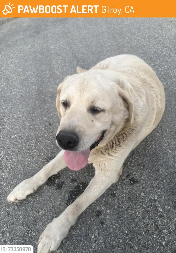 Found/Stray Male Dog last seen Dunne Ranch property, Gilroy, CA 95020