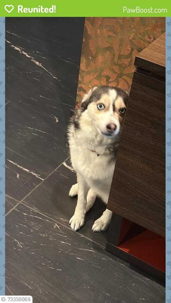 Reunited Female Dog last seen Black bear way, Anmore, BC V3H 5G6