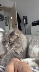Lost Male Cat last seen Du tremblay/ prom des iles/ boul levesque/ l'elysee, Laval, QC H7W 4M7
