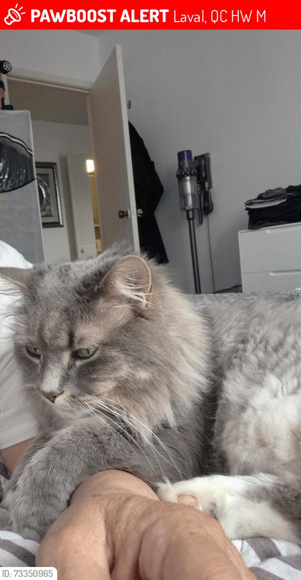 Lost Male Cat last seen Du tremblay/ prom des iles/ boul levesque/ l'elysee, Laval, QC H7W 4M7
