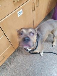 Shelter Stray Male Dog last seen Near West Lakeland, City of Charleston, SC, 2455 Remount Rd, North Charleston, SC 29406, USA
