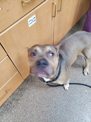 Shelter Stray Male Dog last seen Near West Lakeland, City of Charleston, SC, 2455 Remount Rd, North Charleston, SC 29406, USA