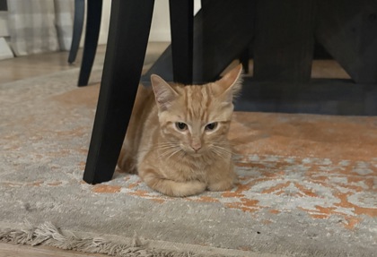Shelter Stray Unknown Cat last seen Sunset Drive-Verona, Verona, City of, WI, 5132 Voges Rd, Madison, WI 53718, USA