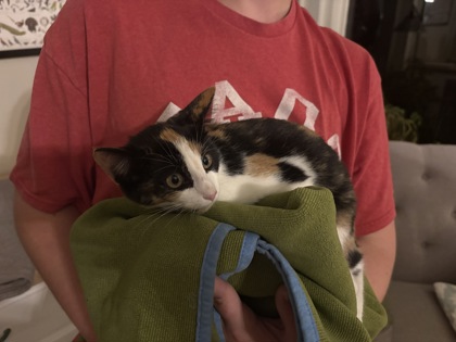 Shelter Stray Unknown Cat last seen Sunset Drive-Verona, Verona, City of, WI, 5132 Voges Rd, Madison, WI 53718, USA