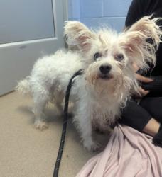 Shelter Stray Male Dog last seen Stone Mountain, 30083, GA, 3280 Chamblee Dunwoody Rd, Chamblee, GA 30341, USA