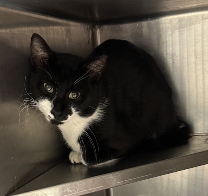 Shelter Stray Unknown Cat last seen Near trent walk dr, Stonecrest, GA 30038, 30038, GA, 3280 Chamblee Dunwoody Rd, Chamblee, GA 30341, USA