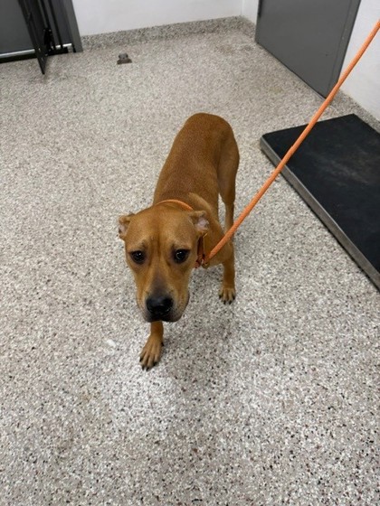 Shelter Stray Female Dog last seen W Eighth Avenue, Gastonia, NC, 1491 Business Park Ct, Gastonia, NC 28052, USA