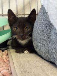 Shelter Stray Male Cat last seen property, Hernando, FL, 4030 S Airport Rd, Inverness, FL 34450, USA