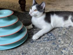 Shelter Stray Male Cat last seen Near Blue River Rd, 64131, 64131, MO, 7077 Elmwood Ave, Kansas City, MO 64132, USA