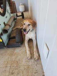 Reunited Male Dog last seen Buena Creek and Hollyberry, San Marcos, CA 92069