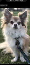 Lost Male Dog last seen West Palmer Lake Park and Woodbine LN N, Brooklyn Center, MN 55430