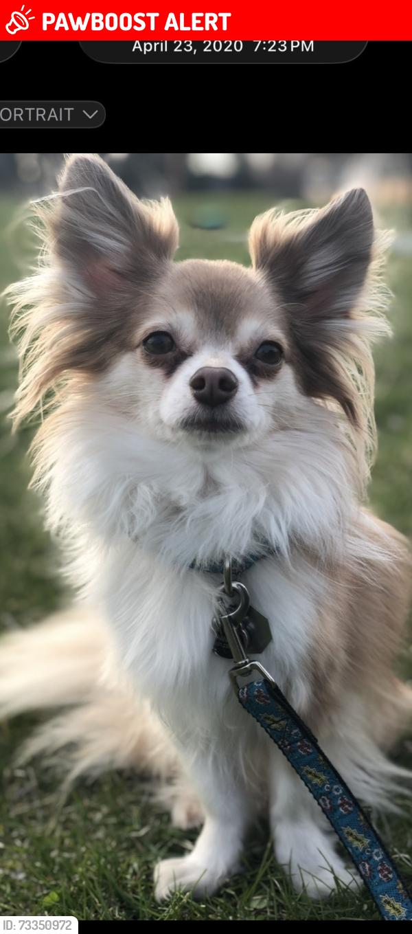 Lost Male Dog last seen West Palmer Lake Park and Woodbine LN N, Brooklyn Center, MN 55430
