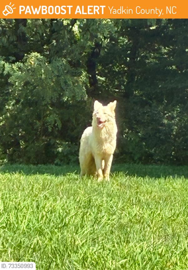 Found/Stray Unknown Dog last seen Shallowford Rd, Yadkin County, NC 27055