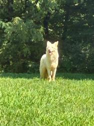 Found/Stray Unknown Dog last seen Shallowford Rd, Yadkin County, NC 27055