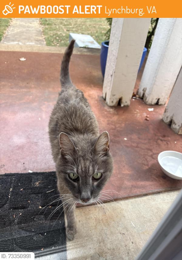 Found/Stray Unknown Cat last seen vermont ave, Lynchburg, VA 24502