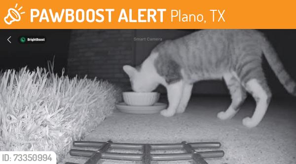 Found/Stray Unknown Cat last seen Sage Brush Trl and Broughm, Plano, TX 75023