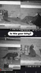 Found/Stray Unknown Cat last seen Mandolin apmts, Nashville, TN 37211