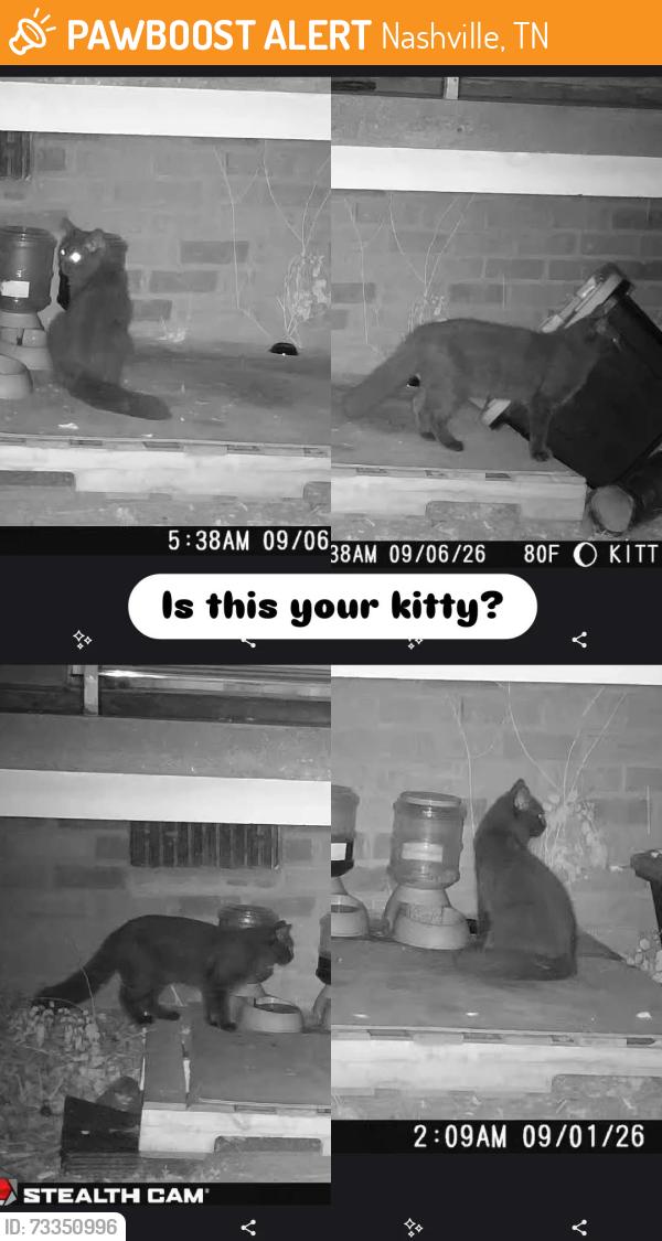 Found/Stray Unknown Cat last seen Mandolin apmts, Nashville, TN 37211