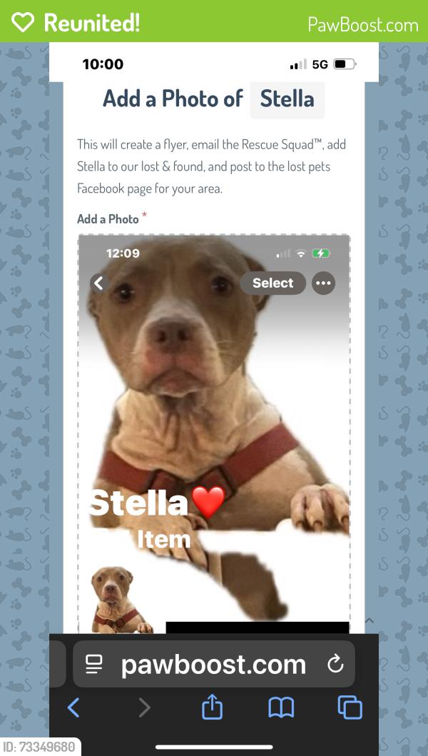 Reunited Female Dog last seen Near Tavares Elementary and high school North St Clair Abrams Ave, Tavares, FL 32778