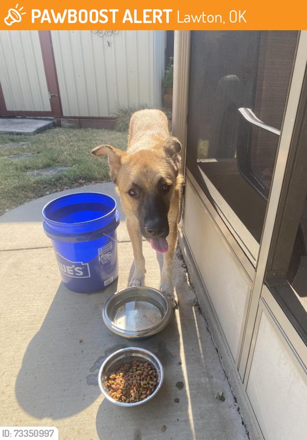 Found/Stray Male Dog last seen Flower Mound Rd, Lawton, OK 73507