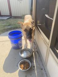 Found/Stray Male Dog last seen Flower Mound Rd, Lawton, OK 73507