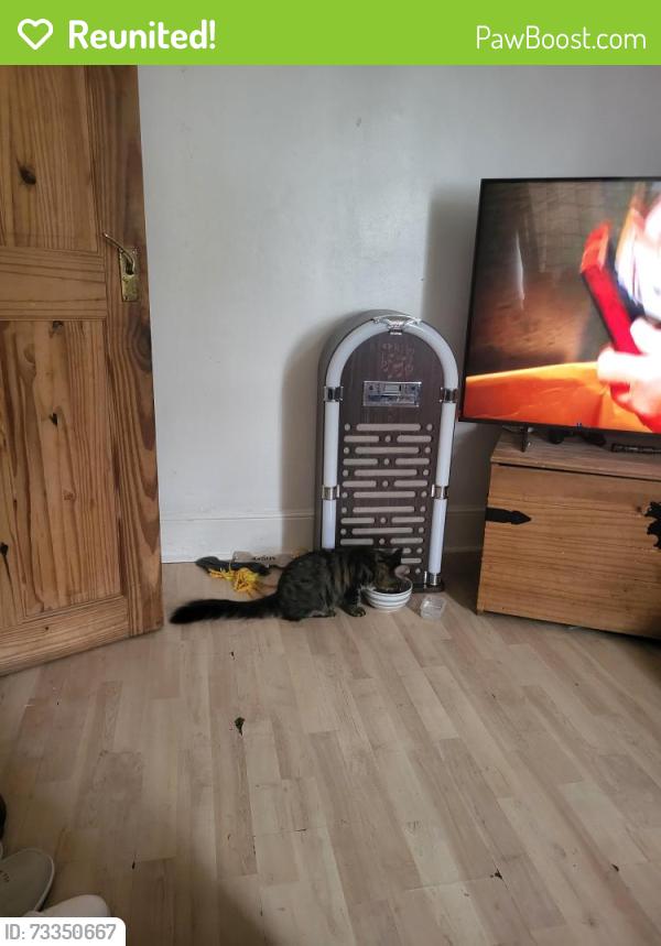 Reunited Female Cat last seen Harrow lesuire centre, Greater London, England HA3 5AU