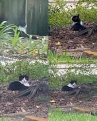Found/Stray Unknown Cat last seen Leaf Spring Pl & Harpstone Pl, The Woodlands, TX 77382
