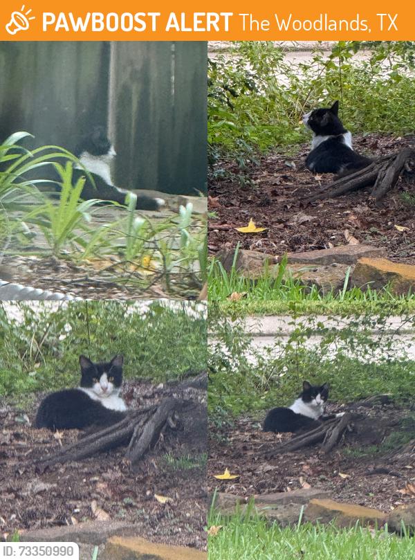 Found/Stray Unknown Cat last seen Leaf Spring Pl & Harpstone Pl, The Woodlands, TX 77382