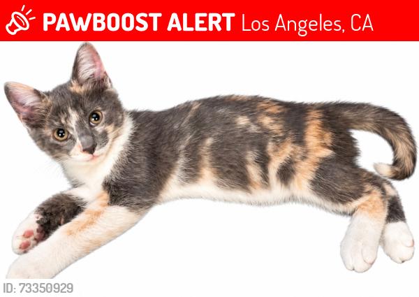 Lost Female Cat last seen Near Laurel Terrace Drive, Studio City, Los Angeles, CA 91604