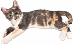 Lost Female Cat last seen Near Laurel Terrace Drive, Studio City, Los Angeles, CA 91604