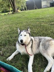 Lost Female Dog last seen Whites creek pike, Nashville, TN 37080