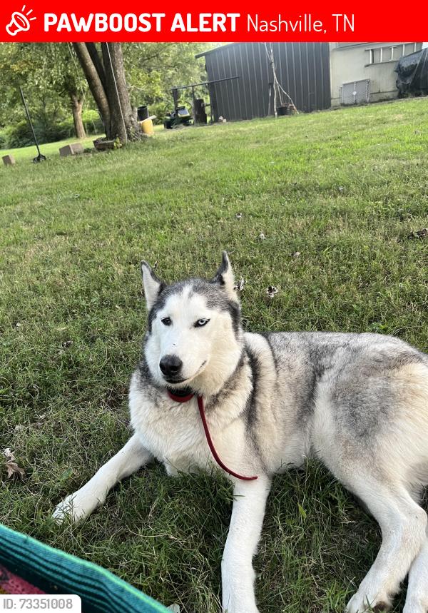 Lost Female Dog last seen Whites creek pike, Nashville, TN 37080