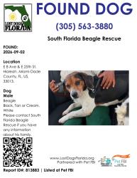 Found/Stray Male Dog last seen Near East 8 Ave & 25 st in Hialeah, Hialeah, FL 33013
