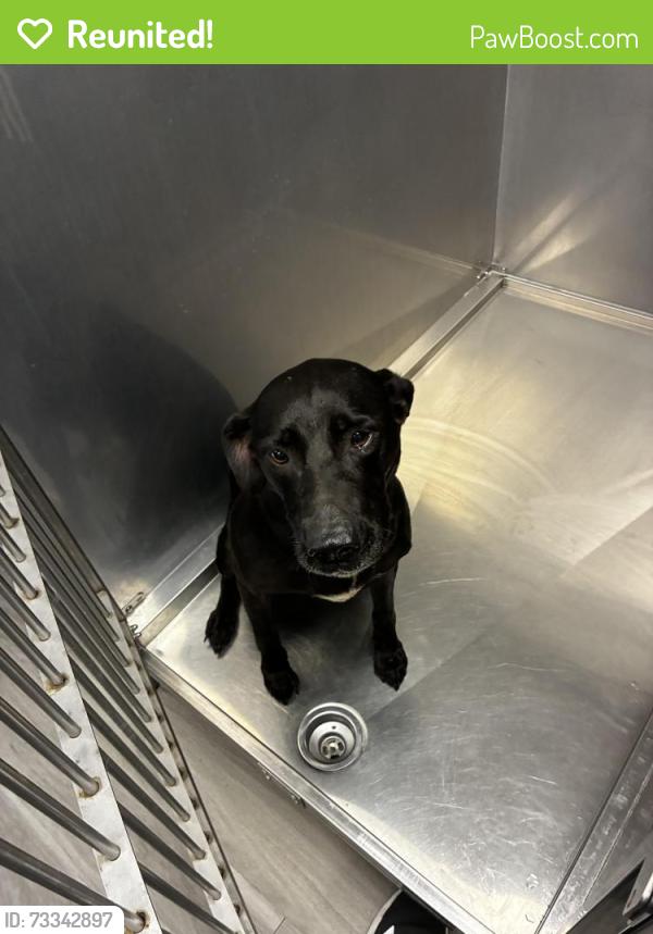 Reunited Female Dog last seen Saint andrews drive & Franklin road, Murfreesboro, TN 37128