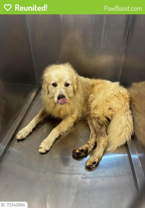 Reunited Female Dog last seen Saint andrews drive & Franklin road, Murfreesboro, TN 37128