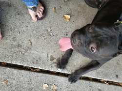 Reunited Male Dog last seen Maryland Avenue and Westminster Street, Saint Paul, MN 55130