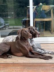 Reunited Male Dog last seen Near Van Buren St NE, Ham Lake, MN 55304, USA, Ham Lake, MN 55304