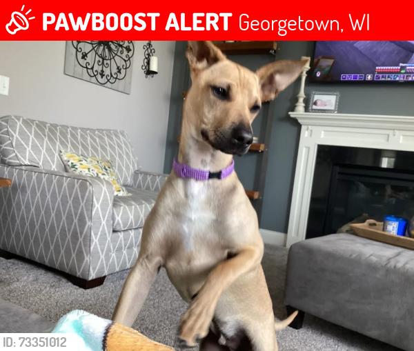Lost Unknown Dog last seen Vincent Lake, Georgetown, WI 54853, Georgetown, WI 54853