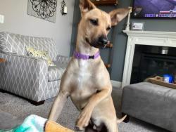 Lost Unknown Dog last seen Vincent Lake, Georgetown, WI 54853, Georgetown, WI 54853