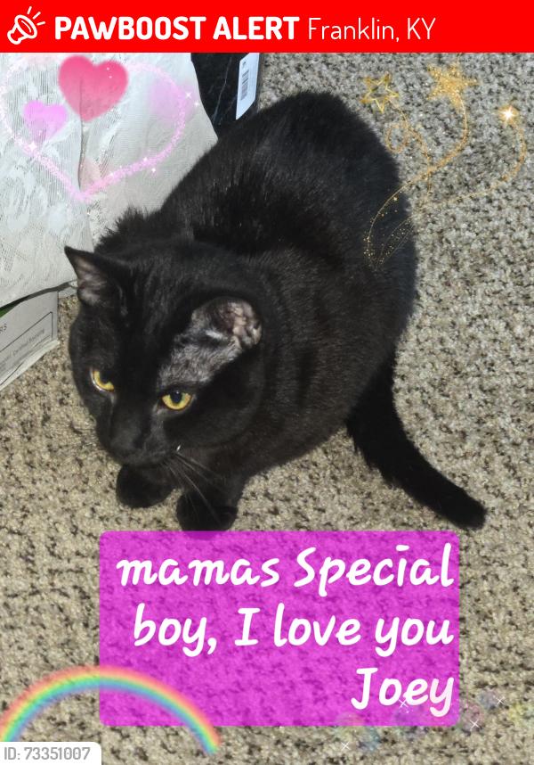 Lost Male Cat last seen Near eddings rd, Franklin, KY 42134