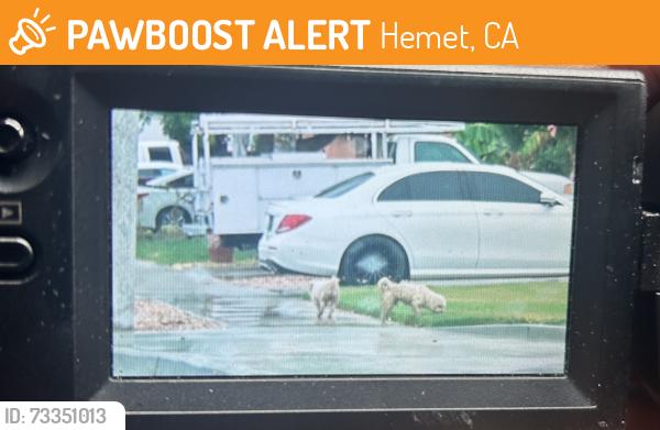 Found/Stray Unknown Dog last seen Gray and acacia, Hemet, CA 92544