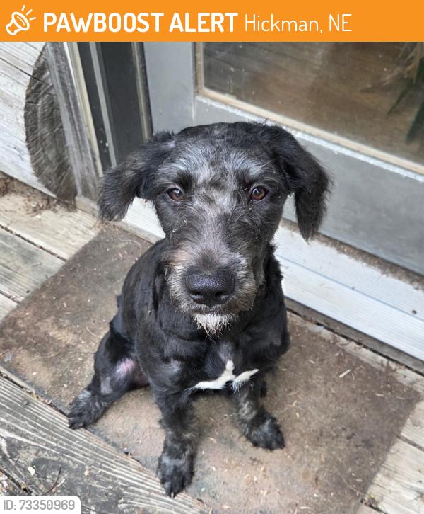 Found/Stray Female Dog last seen Stagecoach Lake area near Hickman, NE, Hickman, NE 68372